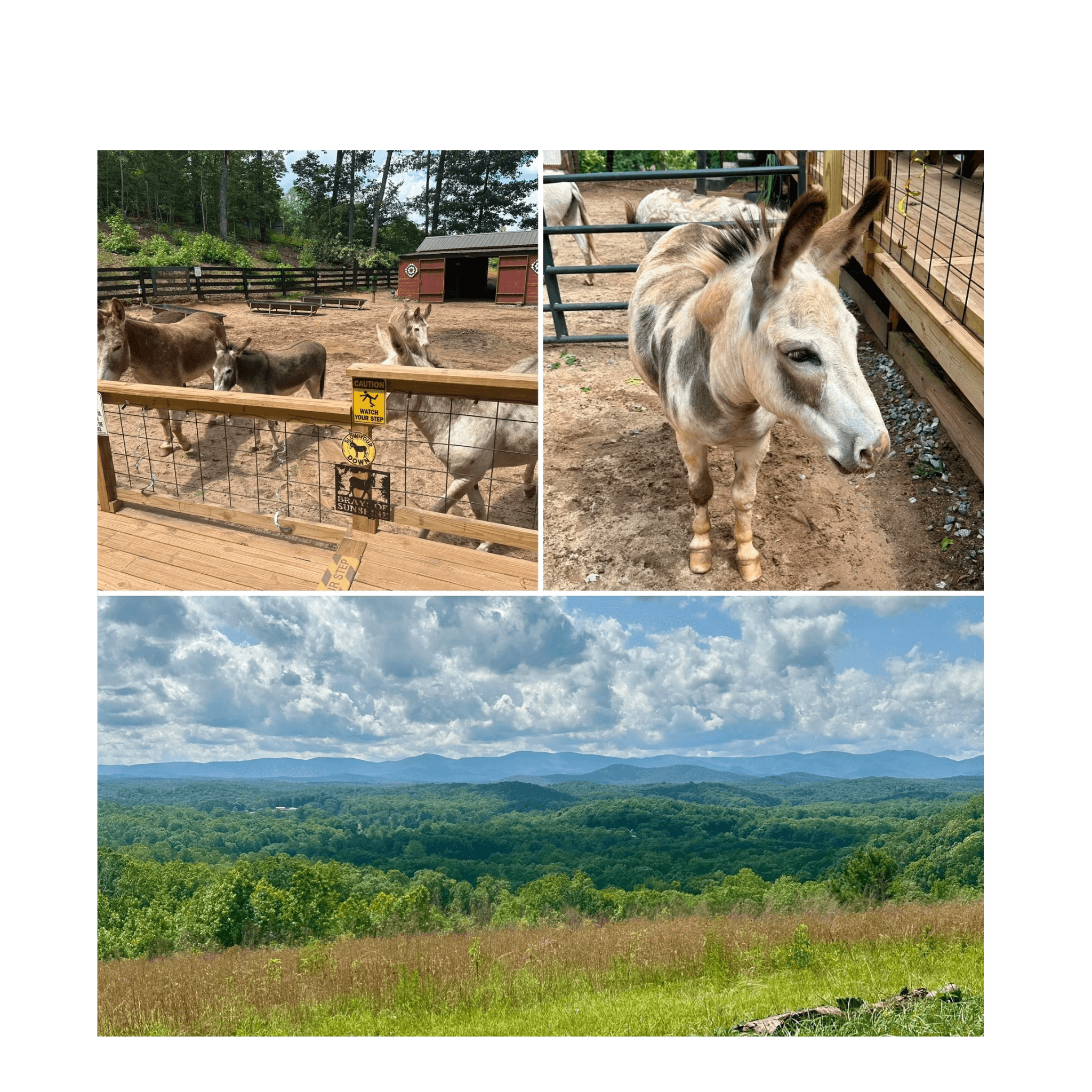 Get married with the donkeys & the most incredible scenery!